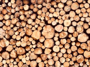 Bioengineered Fuel Systems: Organic Energy Solutions