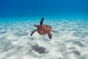Underwater Kingdoms: Exploring Marine Worlds and Ecosystems