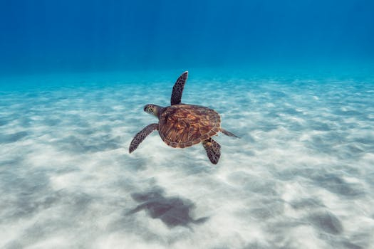 Underwater Kingdoms: Exploring Marine Worlds and Ecosystems
