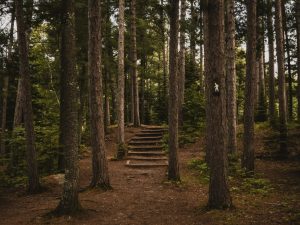 The Holistic Guide to Career Path Navigation