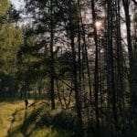 Biodiversity Conservation: Exploration as a Path to Understanding