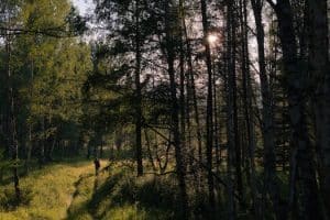 Biodiversity Conservation: Exploration as a Path to Understanding