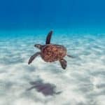 Underwater Kingdoms: Exploring Marine Worlds and Ecosystems