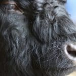 Animal Legal Rights and Interspecies Ethical Considerations
