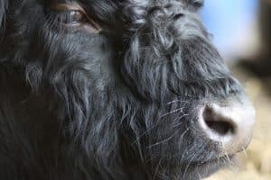 Animal Legal Rights and Interspecies Ethical Considerations