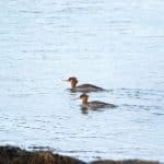 Juvenile Justice Reform: Compassionate and Progressive Legal Approaches